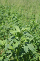 pianta di erba medica 