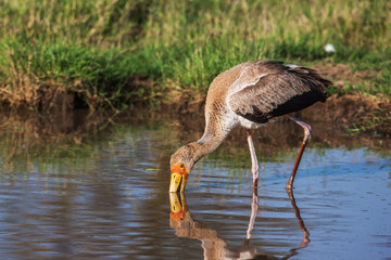 African Spoonbill Stork Wild Bird Background from Africa. 