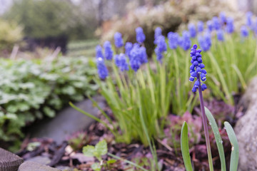 alpine blue flowers with green stem on a rock