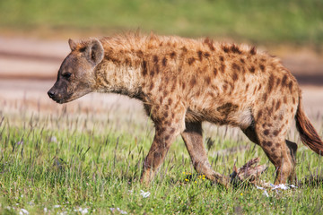 Spotted hyena portrait at first light  (Crocuta crocuta), 