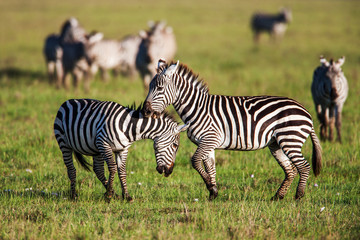 Fototapeta na wymiar African Zebra Baby and Mother on the dry brown savannah grasslands browsing, 