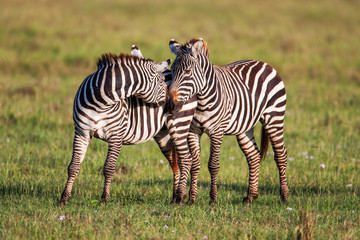 Fototapeta na wymiar Two Zebras create perfect symmetry and harmony while playing, heads together. 