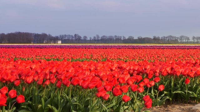 Tulip flowers in a field of red Tulips  shaking in the wind on a spring day.