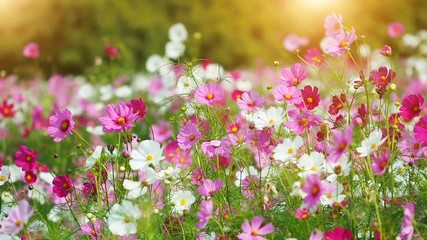 Beautiful cosmos flowers swaying in the breeze with sun light, slow motion.
