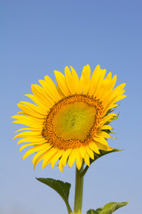 Sunflower with blue sky