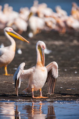 Great white pelican skimming the lake surface in Lake Narasha National Park,