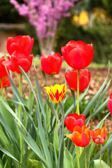 Frühlingszeit Tulpenzeit Farbenfrohe Tulpen