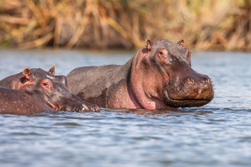 Hippopotamuses (Hippopotamus amphibius) swimming in water, Africa