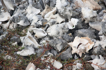 Shells caribbean sea coast tropical Bonaire island
