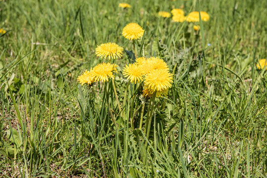 Fototapeta Meadow with grass and dandelion flowers