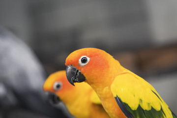 Two lovely sun conure parrots bird on the branch eating a leaf for their food