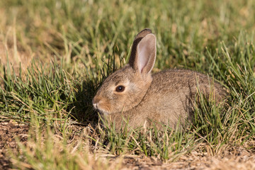 Young Cottontail Rabbit