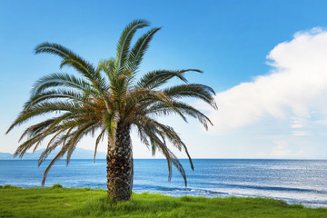 Palma affacciata sul mare.