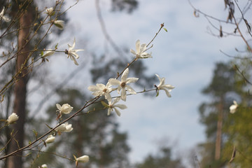 white magnolia