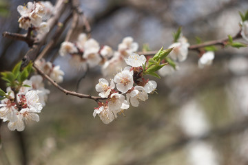 Obraz premium Spring flowering trees