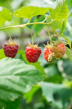  raspberry bushes with berries