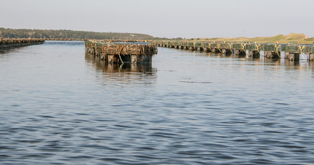 Row of oyster traps
