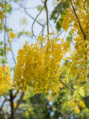Golden shower tree
