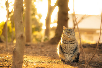 Sunset cat