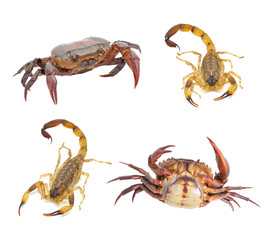 Scorpion and crab isolated on white background