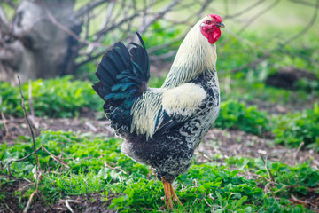 Beautiful rooster in the green grass.