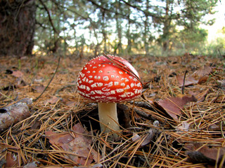 Mushroom fly agaric in a pine wood