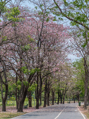 Fototapeta na wymiar Pink trumpet tree in public park, Bangkok