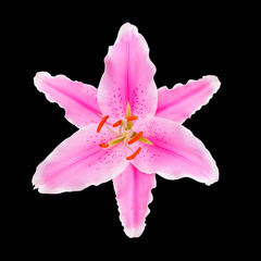 beautiful pink lily, opened with  Stems Isolated on Black Backgr