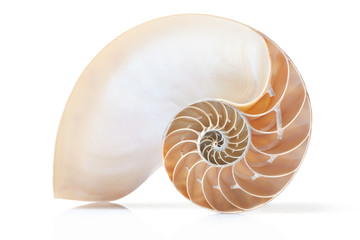 Nautilus shell section, perfect Fibonacci pattern, clipping path