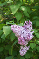 Lillà. Syringa vulgaris in fiore in giardino