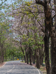 Pink trumpet tree in public park, Bangkok