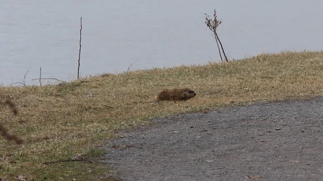 Marmotte