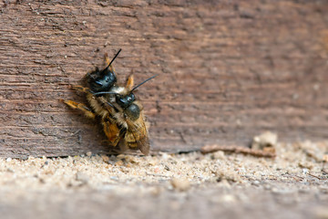 wild bee mating on insect shelter