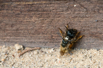 wild bee mating on insect shelter