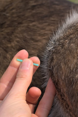 Acupuncture of a dog's knee