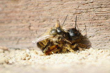 wild bee (Osmia bicornis) mating on insect shelter