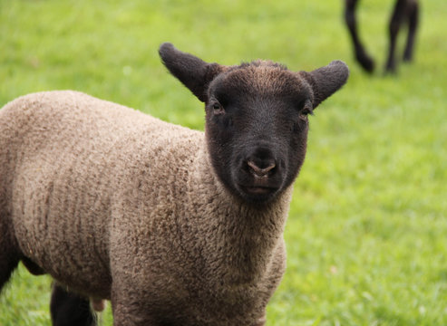 portrait of a cute lamb with black head