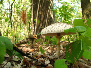 Mushroom an umbrella in the autumn forest