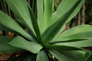 Agave du Mexique au printemps au parc floral de Paris