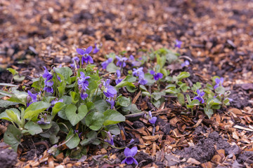 violet purple growing between bark mulch
