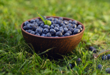 Fototapeta na wymiar Fresh blueberries with green leaf accent in bowl on a grass