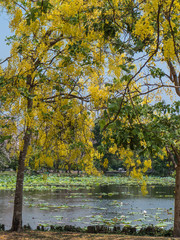 Golden shower tree in public park, Bangkok