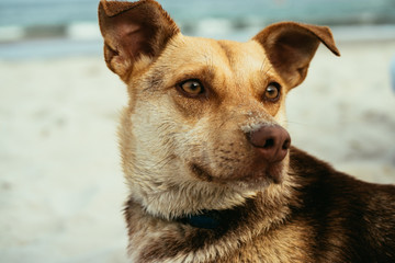 Portrait of a brown dog on the beach