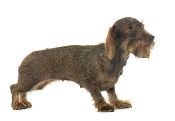 female Wire haired dachshund