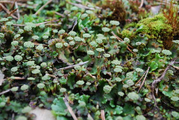 Antheridiophore (male gametophyte) of Marchantia polymorpha, sometimes known as the common liverwort or umbrella liverwort. It is a large liverwort with a wide distribution around the world.
