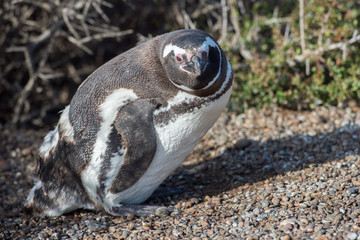 Patagonia penguin close up portrait