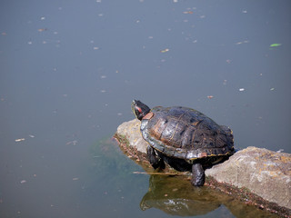 Obraz premium A woozy slider 