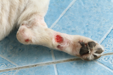 Chronic wound on a dog leg
