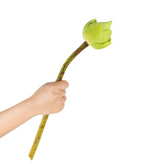  lotus flower in hand on white background.