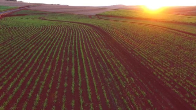 sugar cane plantation in sunset in Brazil - aerial view - Canavial 